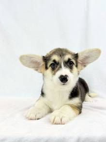 Corgi Tri Color - Female💖MKA Cert