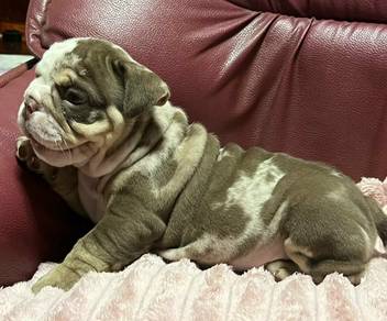 ENGLISH BULLDOG PUPPIES Male C065