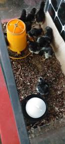 anak ayam sabung 