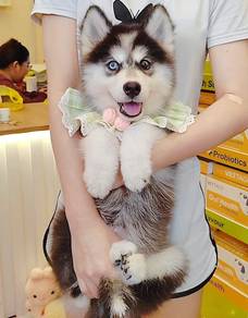 Husky