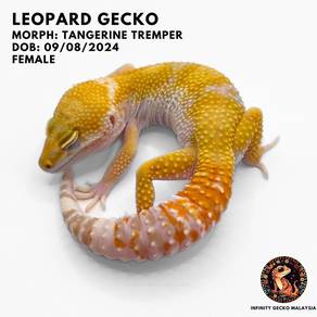 Leopard Gecko Malaysia Tangerine Het Tremper Cicak