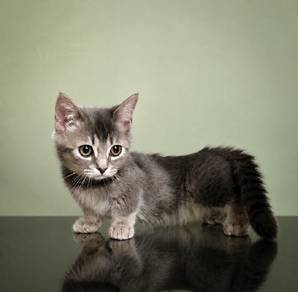Munchkin short legs 