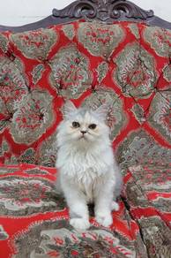 Persian 