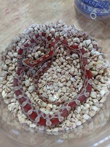 Corn Snake 