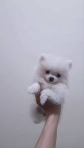 Pomeranian