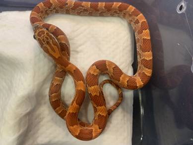 Corn Snake - Sunkiss