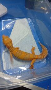 Leopard Gecko
