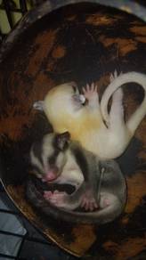 Sugar glider