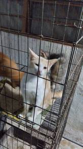 adoption cat