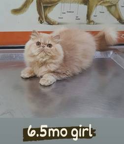 Persian Flatface