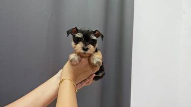 SS7002 Mini Schnauzer salt & pepper #MKA reg