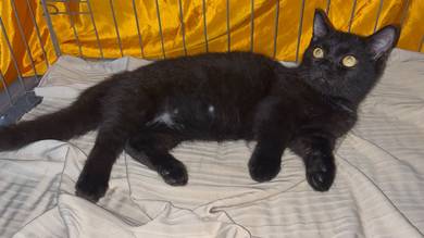 Munchkin male