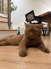 British Short Hair (BSH)