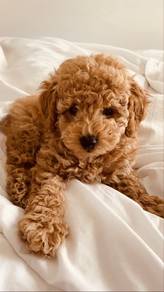 Plush Poodle Teddy Bear Face Puppy Puppy Dog