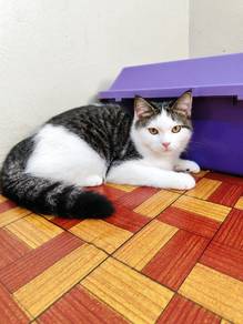 kucing