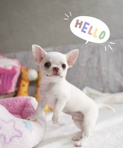 CHIHUAHUA PUPPIES 295 🌷Head Apple Cute Dog