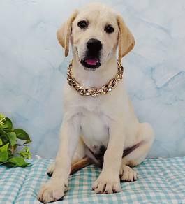 Labrador Retriever