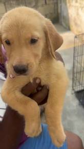 golden Retriever mix Labrador retriever 