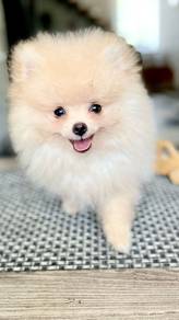 Wigglebutt Pomeranian Lion Cub Puppy Puppy