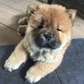 QQ2000 Chow Chow brown haired cute puppy