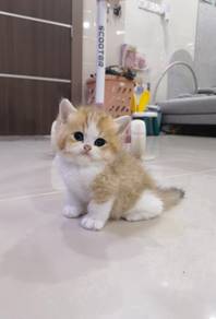 British longhair golden white