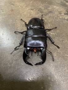 Dorcus Bucephalus