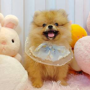 Pomeranian