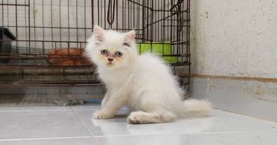 kucing parsi
