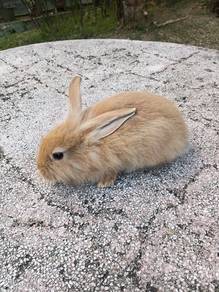 Rabbit Lionhead Caramel cute🐰🐰🐰