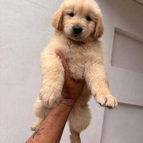 Golden Retriever s