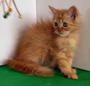 persian