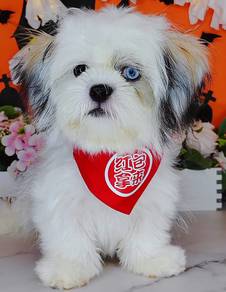 Shih Tzu