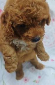Poodle - Red brown & white