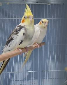 burung cockatiel sepasang