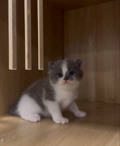 British Short Hair BSH Kitten Cat