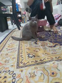 bsh kitten 