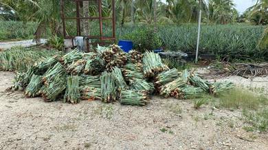 benih nenas md2 dan kelapa tua