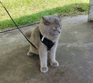 British long hair + maine coon
