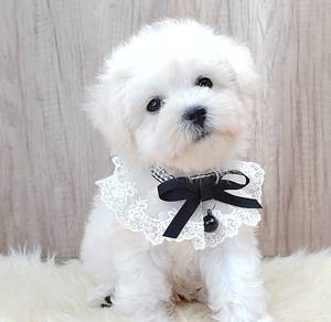 Bichon