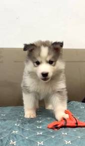 Husky puppies wooly