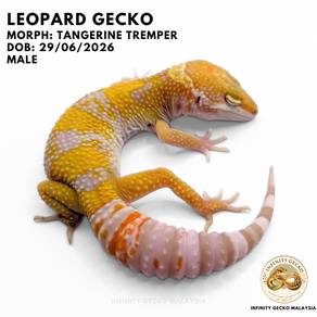 Leopard Gecko Malaysia Tangerine Tremper  Beginner