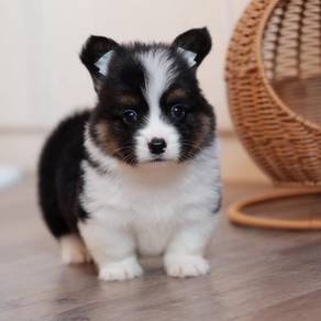CORGI PUPPIES C180 🌻 Lovely Male Female