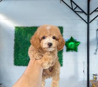 cavapoo puppy13