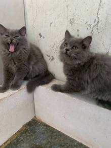 British Longhair kitten BLH