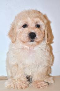 i28 Cute Maltichon Dog