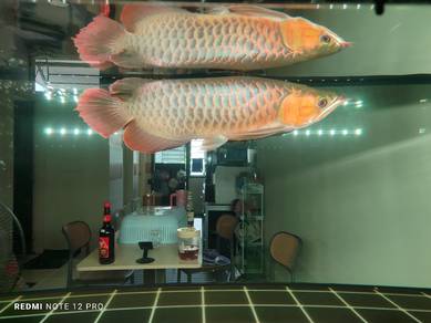 Super red Sepauk Arowana