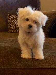 Round Bichon Poochon White Fluffy Cotton Ball Baby