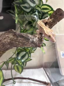 Correlophus ciliatus around 2years old