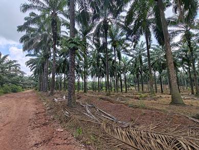 Agricultural Land in Dengkil, SGR
