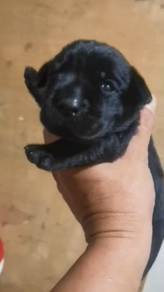 Black Labrador
